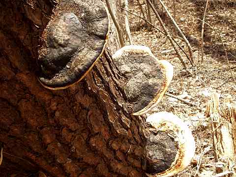 �c�K�m�T���m�R�V�J�P