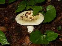 �c�`�J�u��