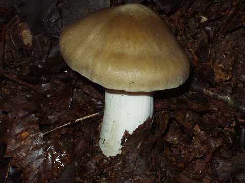 �E���x�j�z�e�C�V���W