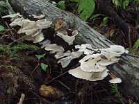 �E�X�q���^�P