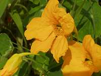 �i�X�^�`�E��