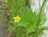 �L�c�l�m�{�^��