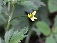 �L�c�l�m�{�^��