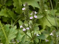 �L�c�l�m�}�S