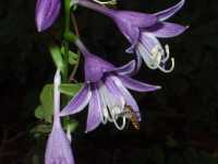 �R�o�M�{�E�V