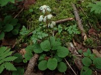 �R�o�m�C�`���N�\�E