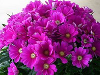 �R�_�`�Z�C�Z�l�V�I