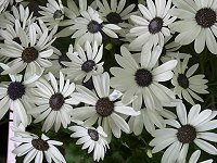 �R�_�`�Z�C�Z�l�V�I