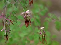 �R�J���}�c