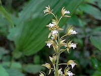 �R�P�C����