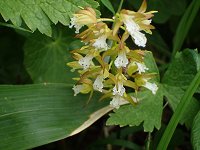 �R�P�C����