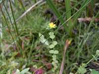 �R�P�I�g�M��