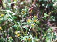 �R���i���~