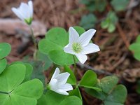 �R�~���}�J�^�o�~