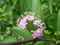 �R�����T�L