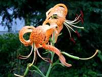 �R�I�j����