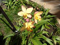 �R�E�g�E�V����