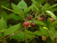 �R���E���N�c�c�W