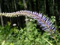 �N�K�C�\�E