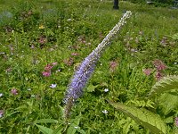 �N�K�C�\�E