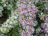 �N�W���N�\�E