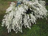 �N�W���N�\�E