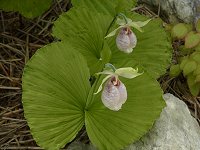 �N�}�K�C�\�E