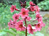 �N�����\�E