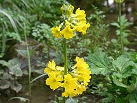 �N�����\�E