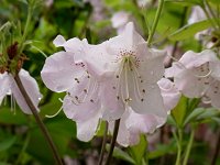 �N���t�l�c�c�W