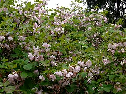 クロフネツツジ