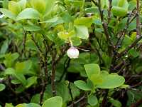 �N���}���m�L