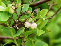 �N���}���m�L