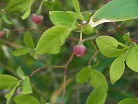 �N���E�X�S