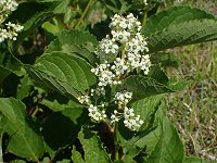 �N���d��