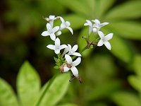 �N���}�o�\�E