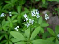 �N���}���O��