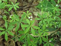 �N���}���O��