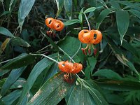 �N���}����