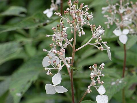 �N�T�A�W�T�C