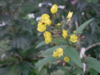 �N�T���_�}