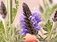 ���[�X�E���x���_�[