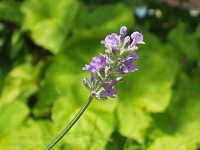 ���x���_�[