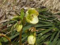 �N���X�}�X���[�Y