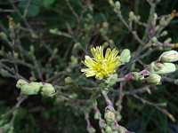 ���^�X�̉�