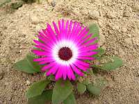 ���r���O�X�g���E�f�[�W�[