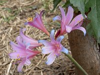 ���R���X�E�X�v�����Q��