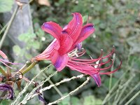 ���R���X