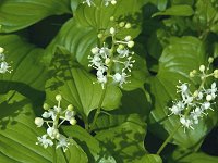 �}�C�d���\�E