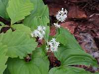 �}�C�d���\�E